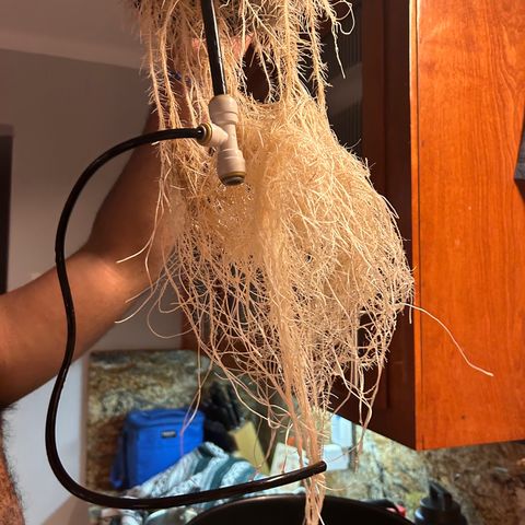 Yo-Rico growlog photo: Sprayed it with flowers kiss from fox farm.