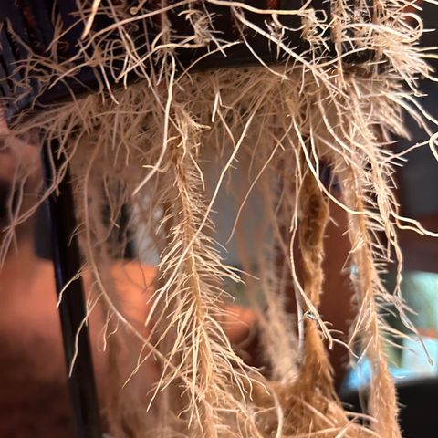 Yo-Rico growlog photo: Sprayed it with flowers kiss from fox farm.