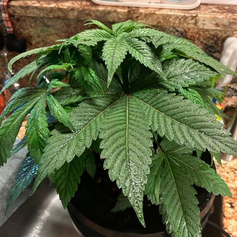 Yo-Rico growlog photo: Sprayed it with flowers kiss from fox farm.