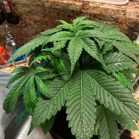 Yo-Rico growlog photo: Sprayed it with flowers kiss from fox farm.