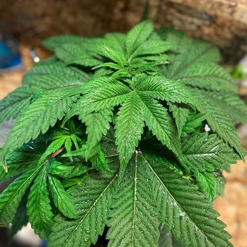 Yo-Rico growlog photo: Sprayed it with flowers kiss from fox farm.