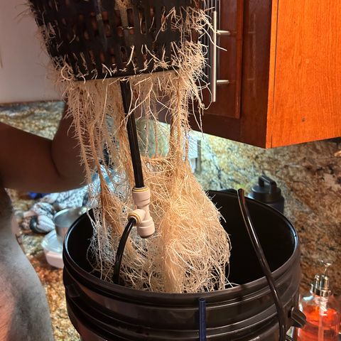 Yo-Rico growlog photo: Sprayed it with flowers kiss from fox farm.