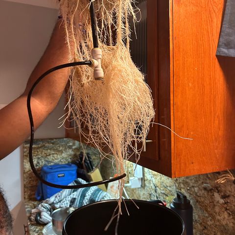 Yo-Rico growlog photo: Sprayed it with flowers kiss from fox farm.