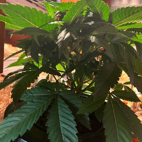 Yo-Rico growlog photo: Sprayed it with flowers kiss from fox farm.
