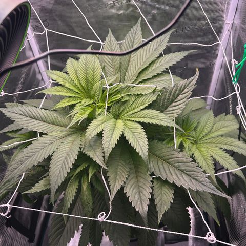 Yo-Rico growlog timeline photo