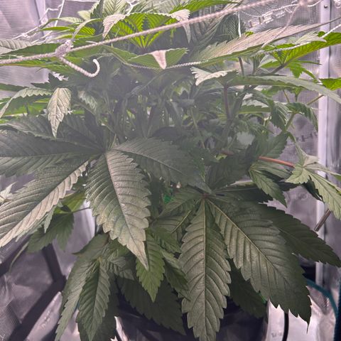 Yo-Rico growlog timeline photo