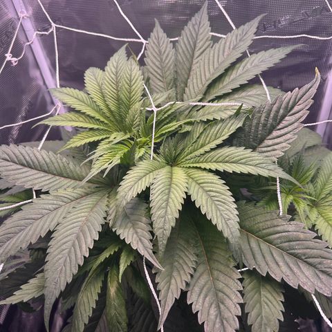 Yo-Rico growlog timeline photo