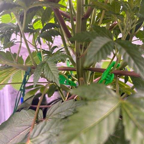 Yo-Rico growlog timeline photo