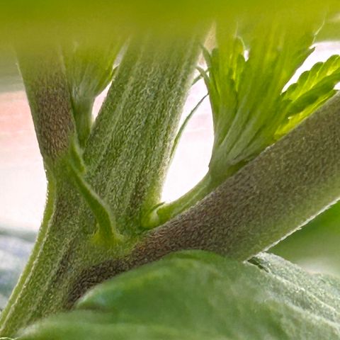 Yo-Rico growlog timeline photo