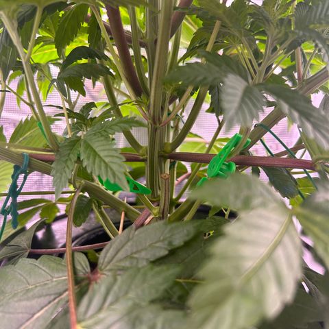 Yo-Rico growlog timeline photo