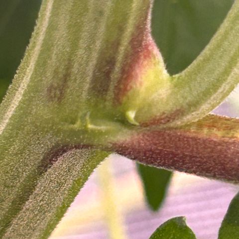 Yo-Rico growlog timeline photo