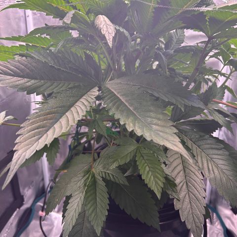 Yo-Rico growlog timeline photo