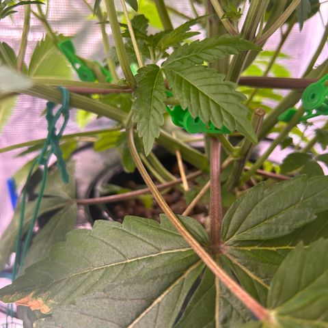 Yo-Rico growlog timeline photo