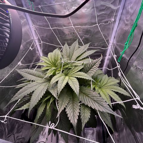 Yo-Rico growlog timeline photo