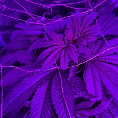 Yo-Rico growlog timeline photo