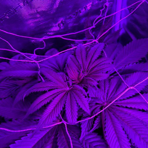 Yo-Rico growlog timeline photo
