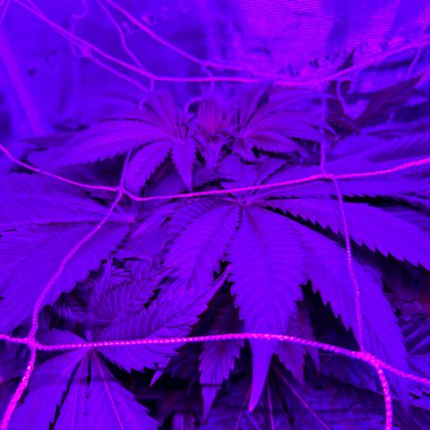 Yo-Rico growlog timeline photo