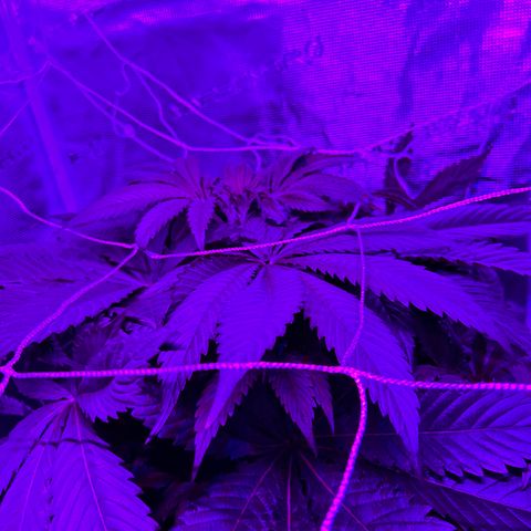 Yo-Rico growlog timeline photo