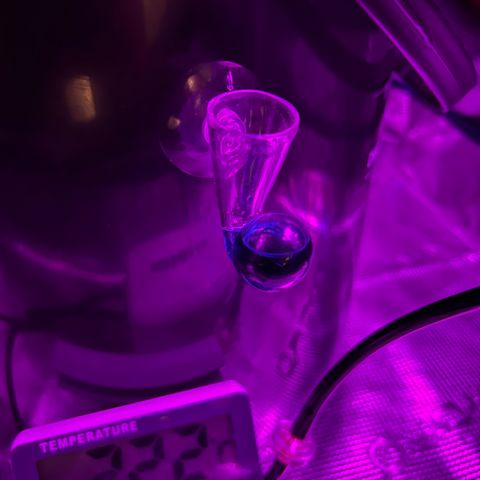 Yo-Rico growlog timeline photo
