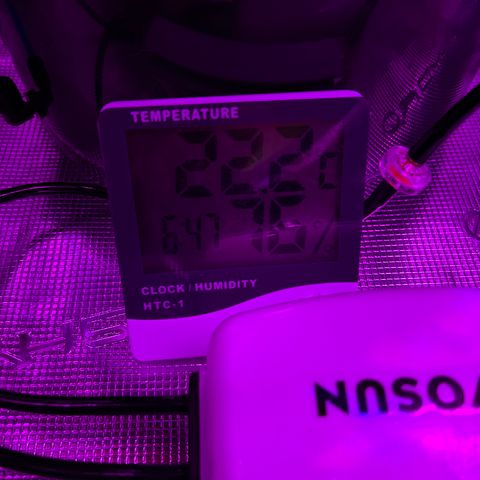 Yo-Rico growlog timeline photo
