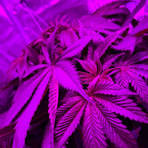 Yo-Rico growlog timeline photo