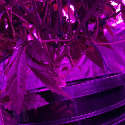 Yo-Rico growlog timeline photo