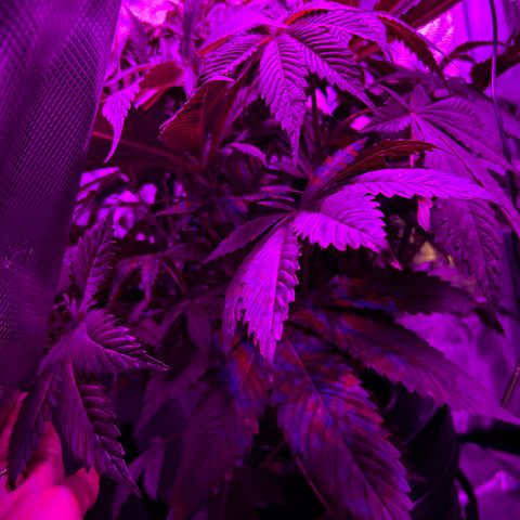 Yo-Rico growlog timeline photo