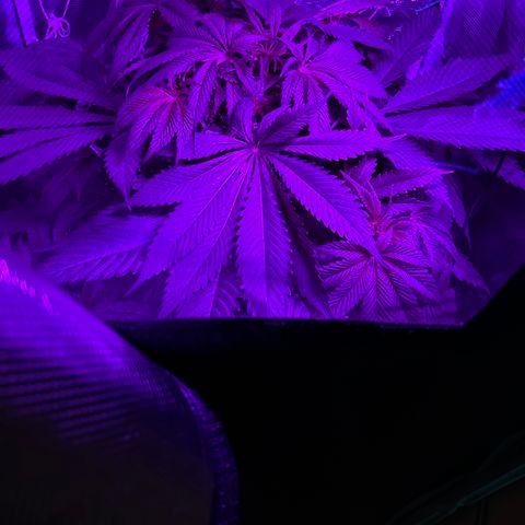 Yo-Rico growlog timeline photo