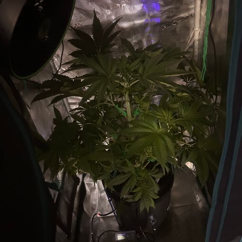 Yo-Rico growlog timeline photo