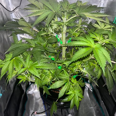 Yo-Rico growlog timeline photo