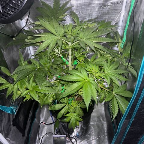 Yo-Rico growlog timeline photo