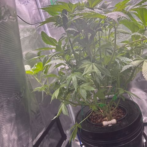 Yo-Rico growlog timeline photo