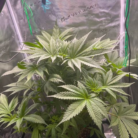 Yo-Rico growlog timeline photo