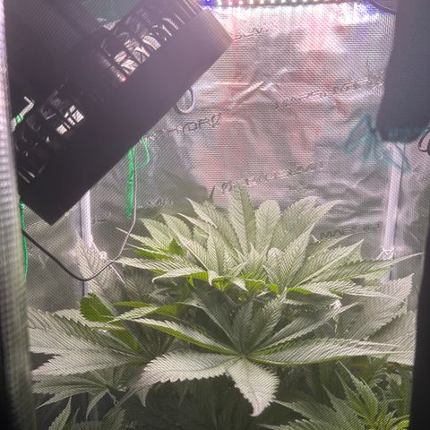 Yo-Rico growlog timeline photo