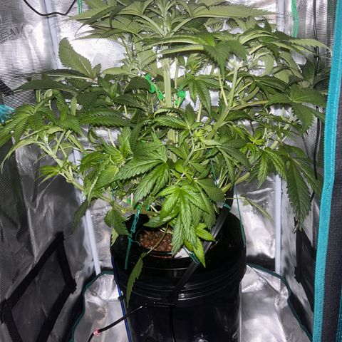 Yo-Rico growlog timeline photo