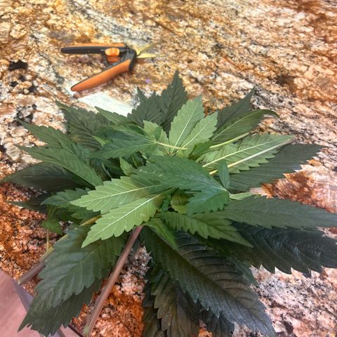 Yo-Rico growlog timeline photo