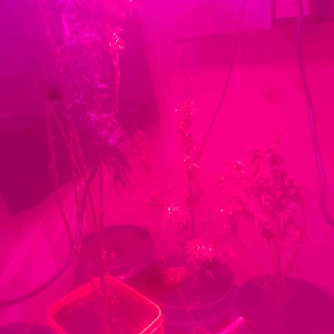 Unknown strain growlog timeline photo