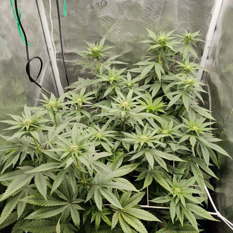 Khalimints 85  growlog timeline photo