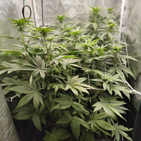 Khalimints 85  growlog timeline photo