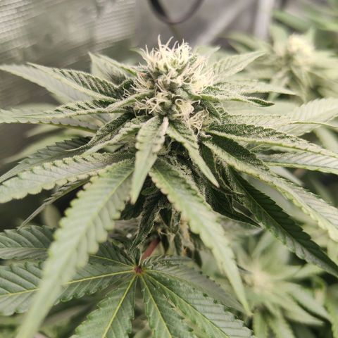Khalimints 85  growlog timeline photo