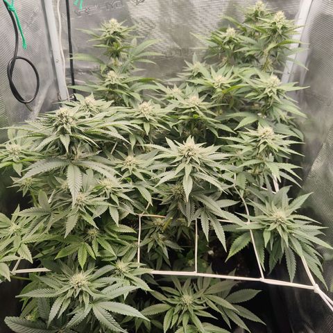 Khalimints 85  growlog timeline photo