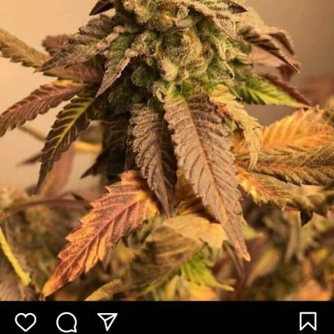 Khalimints 85  growlog timeline photo