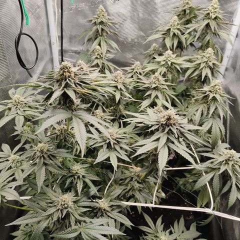 Khalimints 85  growlog timeline photo