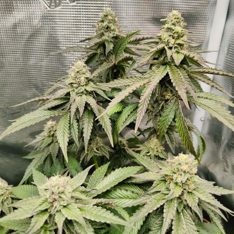 Khalimints 85  growlog timeline photo