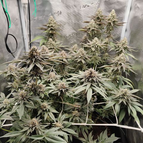Khalimints 85  growlog timeline photo