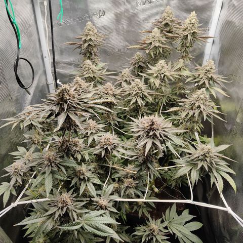 Khalimints 85  growlog timeline photo