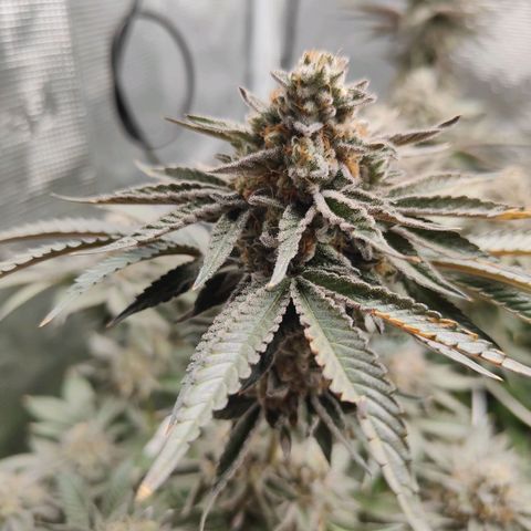 Khalimints 85  growlog timeline photo