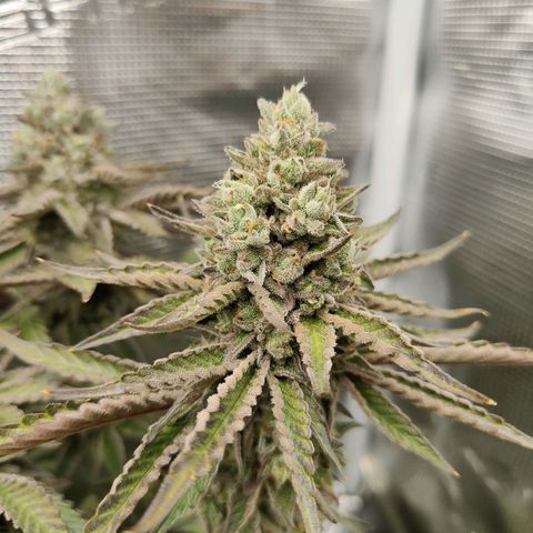 Khalimints 85  growlog timeline photo