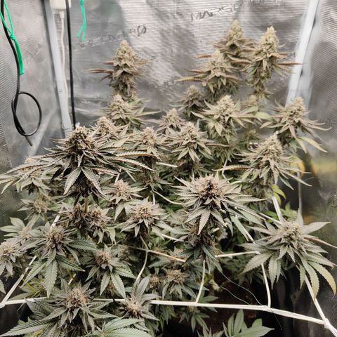 Khalimints 85  growlog timeline photo