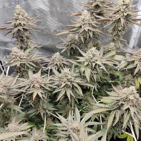 Khalimints 85  growlog timeline photo